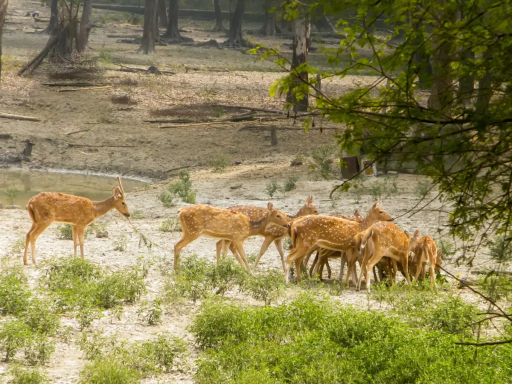 10 Beautiful Places to Visit in Chikmagalur 2024