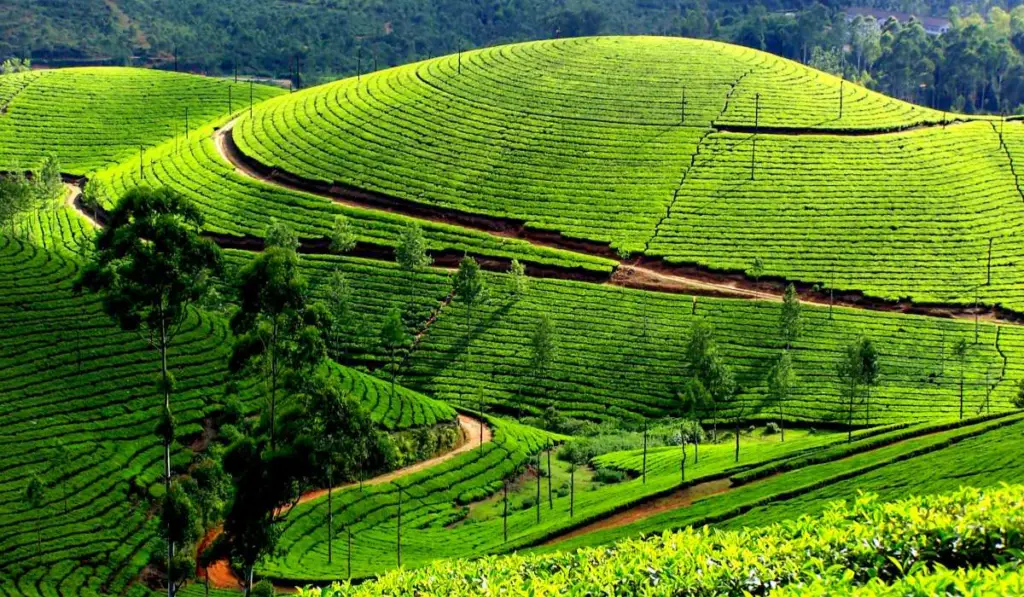 Must-Visit Munnar Kerala Tourist Places for a Memorable Holiday